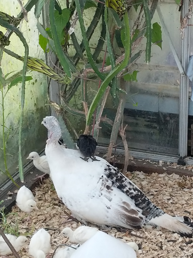 One of our turkey hens raising her mixed batch of adopted baby chickens along side her own turkey poults.
